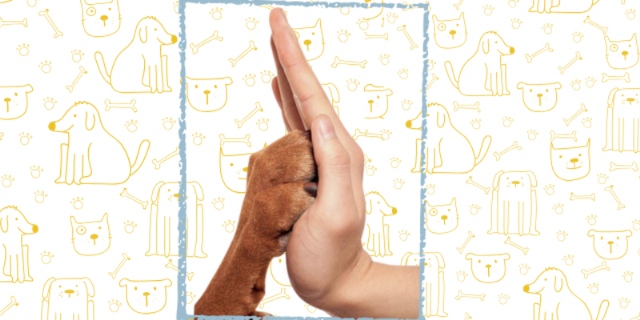 imagem do banner