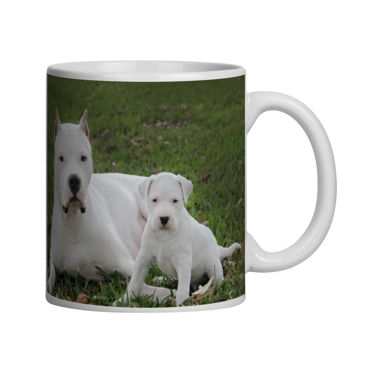 DOGO ARGENTINO
